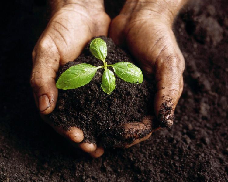 Abonos naturales y caseros: cuáles funcionan y cuáles no