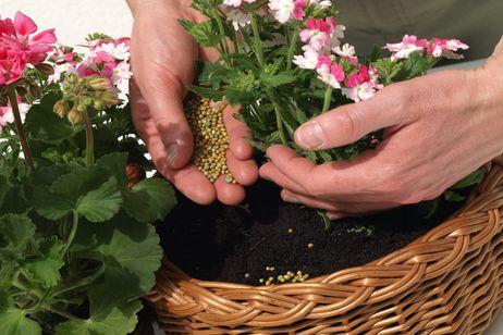Plantas cultivadas en macetas que dependen del abonado periódico