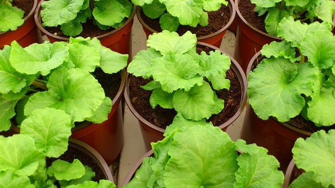 Abonos para plantas en macetas: tipos, dosis y calendario