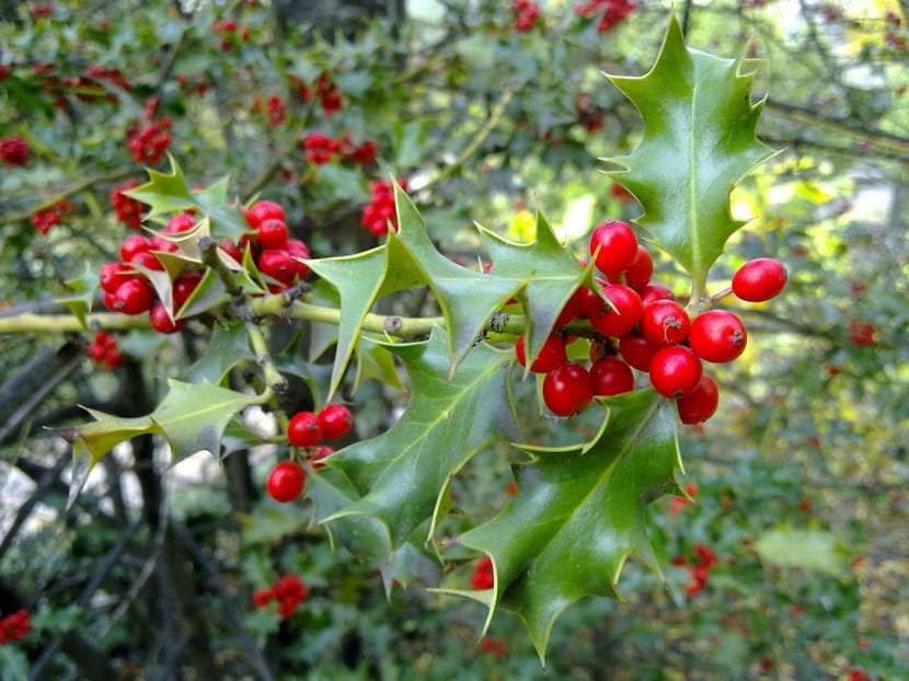 Ramas de acebo con hojas espinosas y frutos rojos