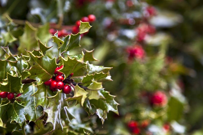 Acebo (Ilex aquifolium): cultivo, frutos rojos y cuidados