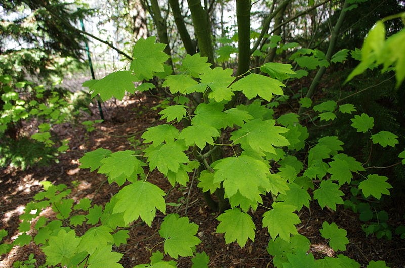 Hojas palmeadas y redondeadas del Acer circinatum