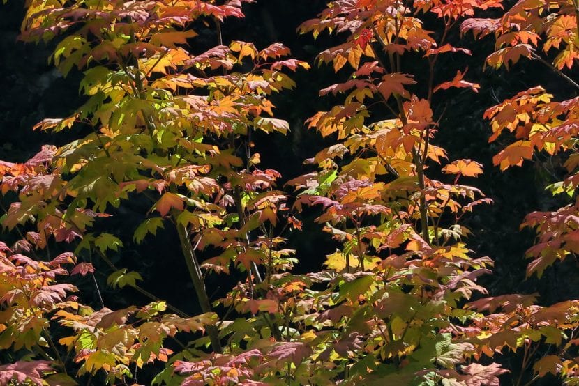 Ejemplar adulto de Acer circinatum en el jardín