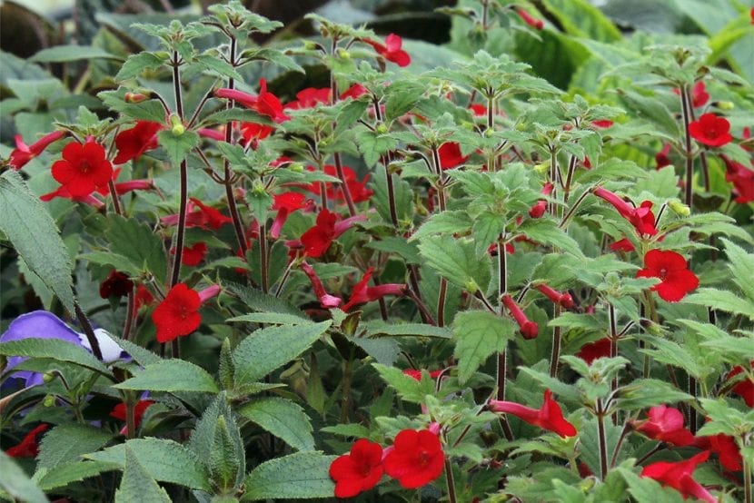 Achimenes erecta con flores rojas