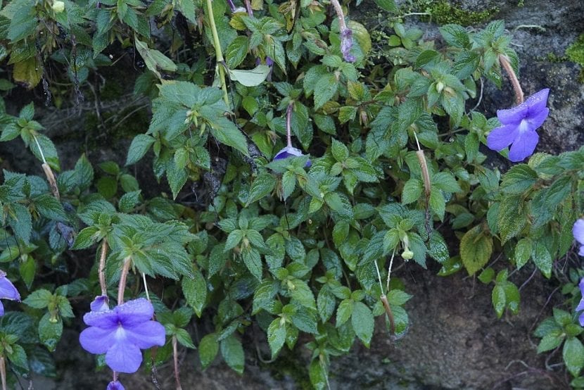 Flores grandes y violáceas de Achimenes grandiflora