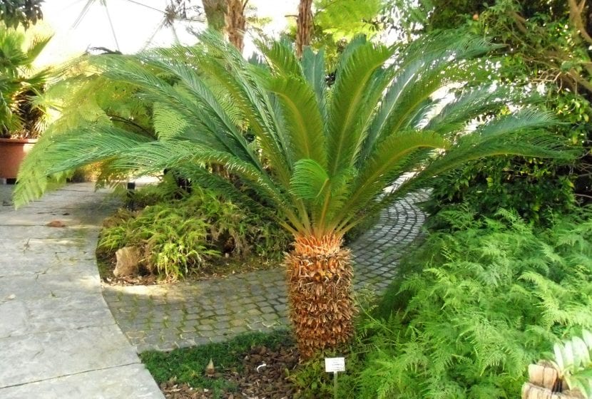 Cycas revoluta al aire libre