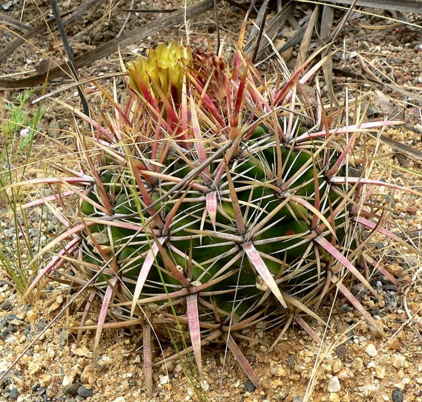 Ferocactus viridescens, un cactus que necesita aclimatación gradual al sol