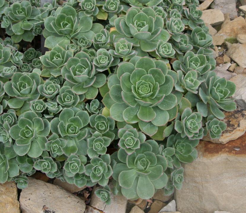 Aeonium haworthii formando mata ramificada con rosetas de borde rojizo