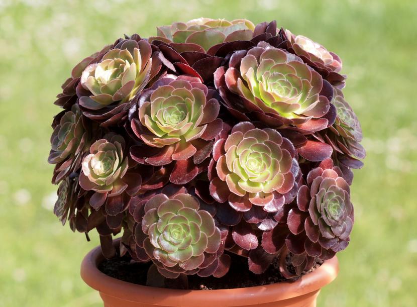 Aeonium arboreum atropurpureum con rosetas de color púrpura oscuro