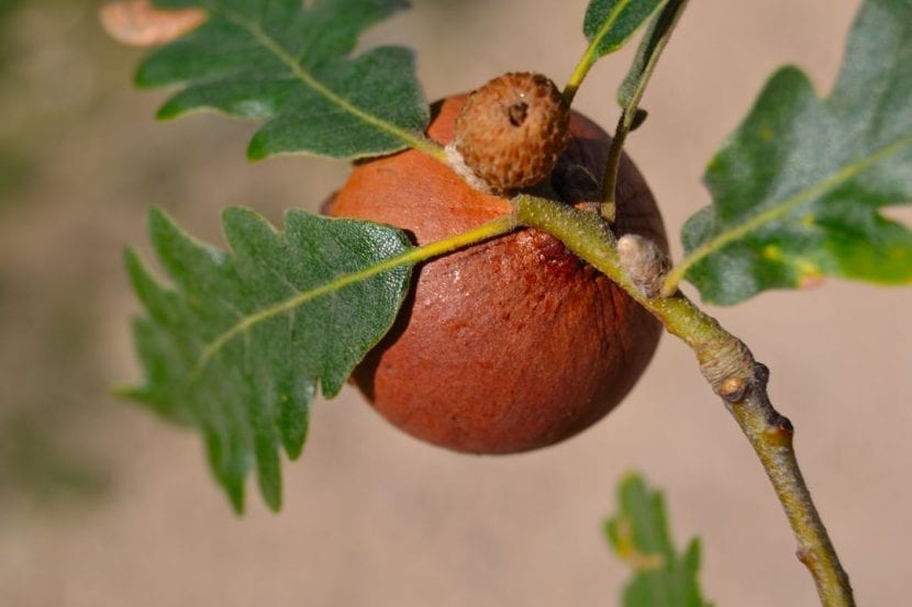 Agalla esférica sobre una rama de roble