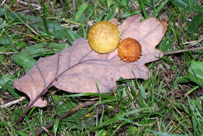 Agalla sobre rama de Quercus con el orificio de salida del insecto