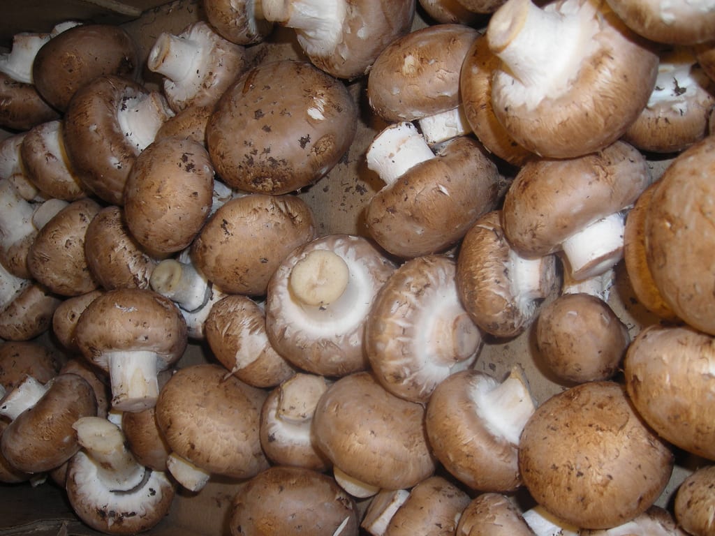 Cultivo del champiñón (Agaricus bisporus) paso a paso