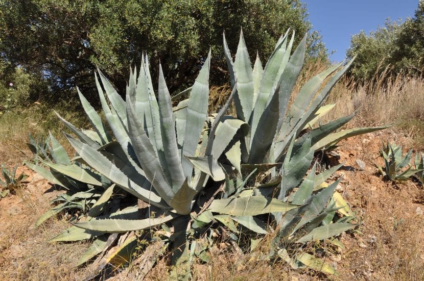 Ejemplar de Agave americana con su roseta de hojas glaucas