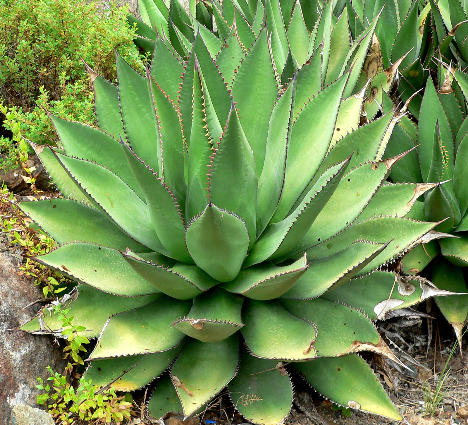 Agave: especies, cuidados y cultivo en clima seco