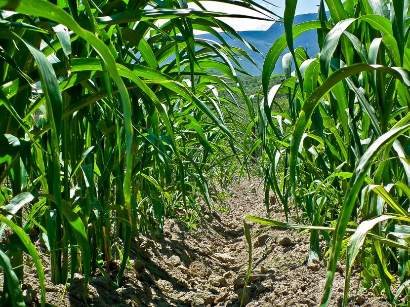 Agricultura de secano: cultivos, manejo y rendimientos
