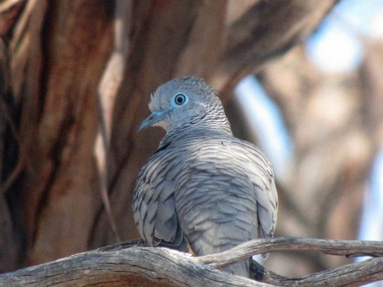 Palomas posadas en el suelo de un jardín