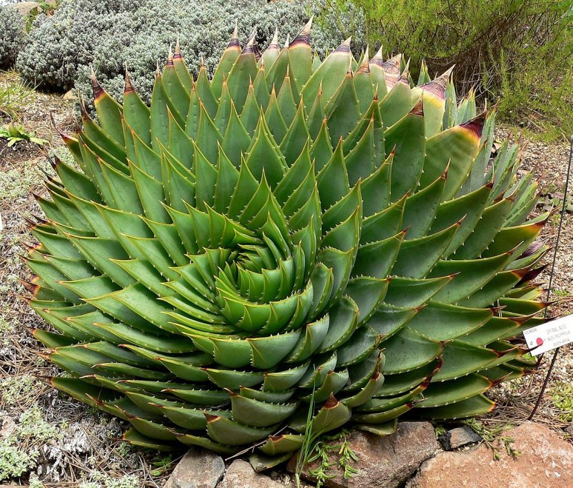 Roseta de Aloe polyphylla con las hojas dispuestas en espiral