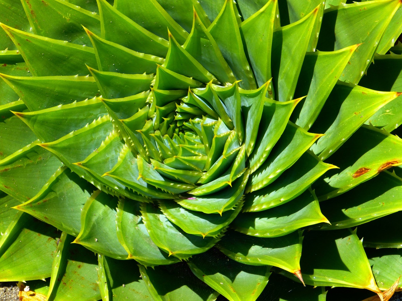 Aloe polyphylla: cultivo del aloe espiral paso a paso