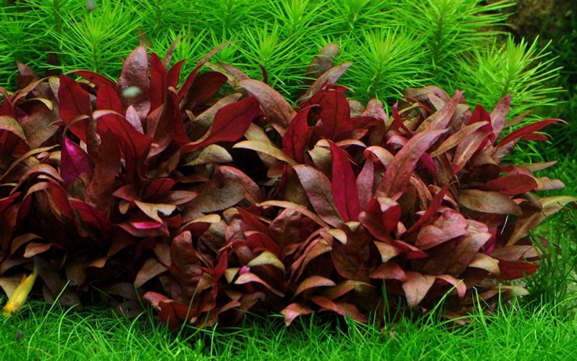 Alternanthera reineckii con hojas rojas en un acuario plantado