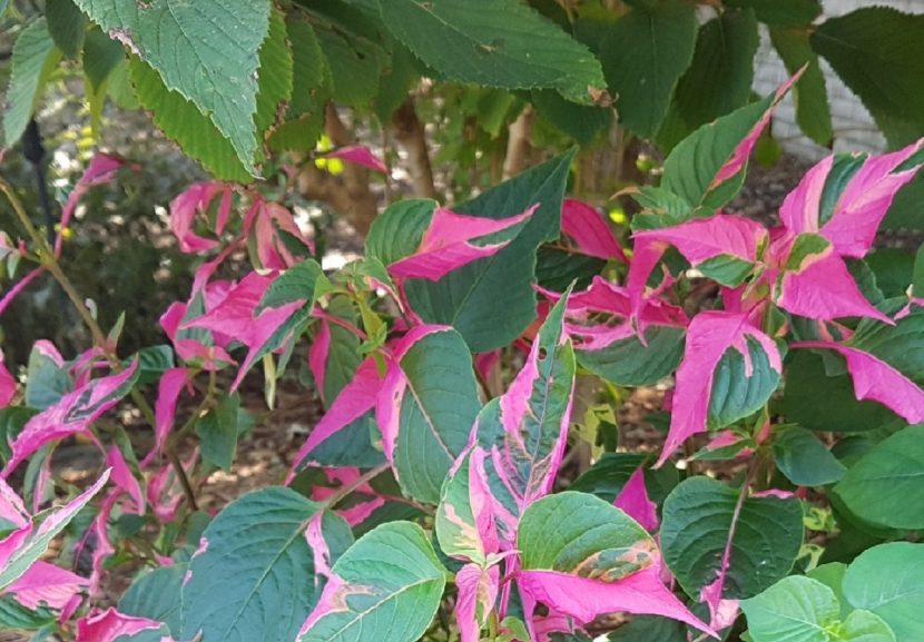 Hojas jaspeadas de Alternanthera ficoidea