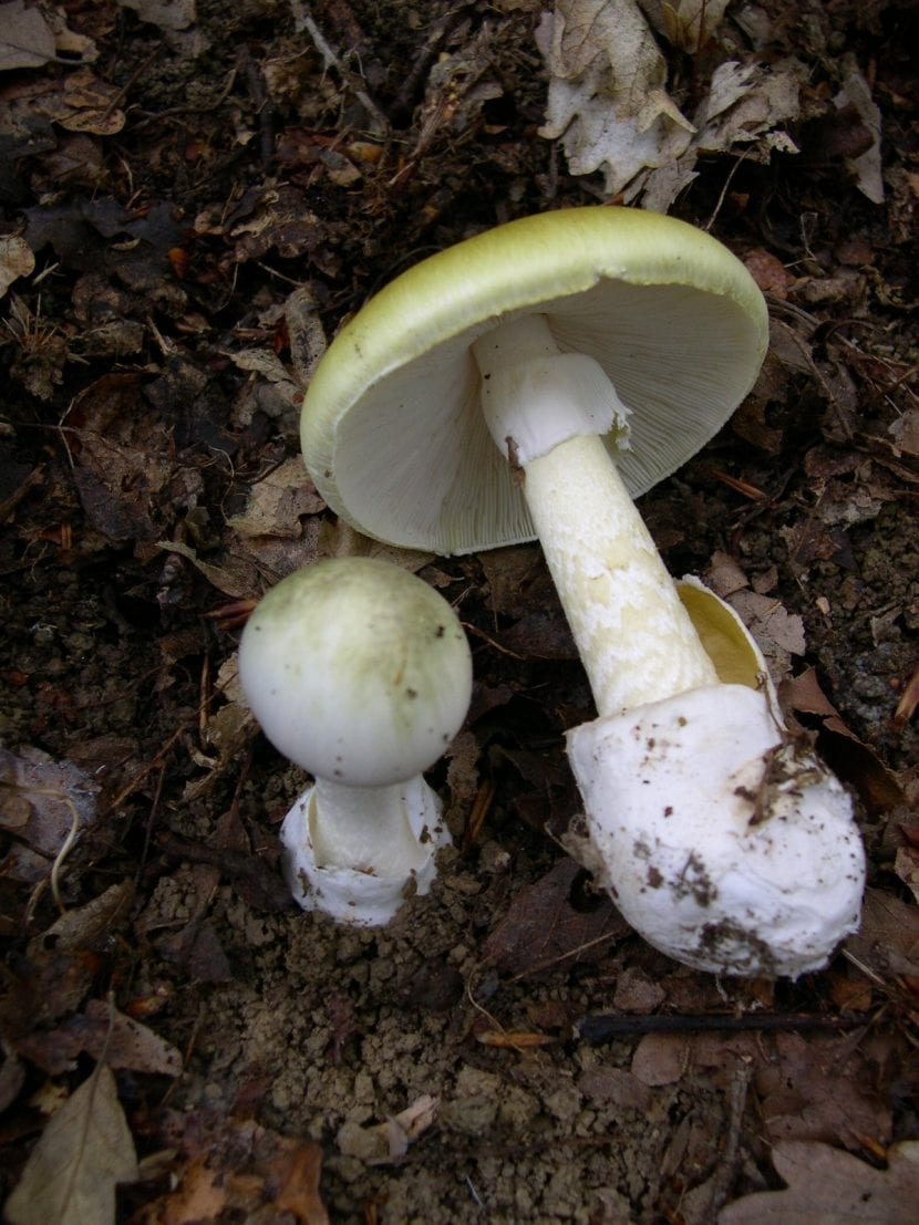 Amanita phalloides mostrando el anillo blanco y la volva en la base del pie