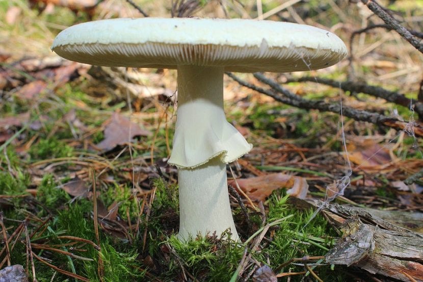 Ejemplar de Amanita phalloides con el sombrero verde oliváceo