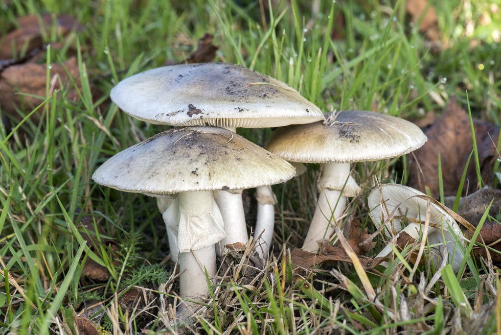 Amanita phalloides: cómo identificarla y por qué es mortal
