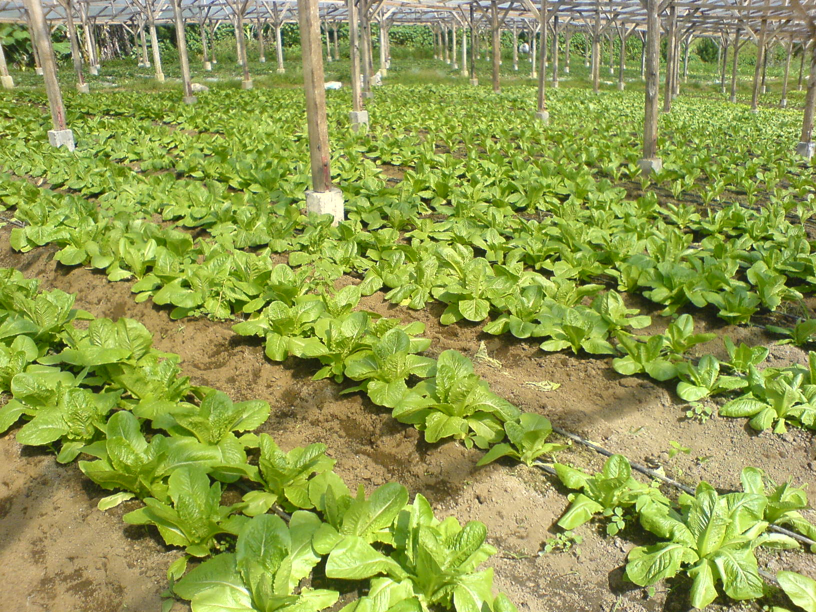 Aporcado: cuándo y cómo aporcar cada cultivo del huerto