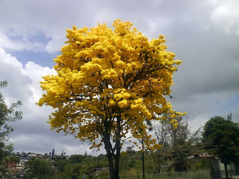 Araguaney en plena floración amarilla