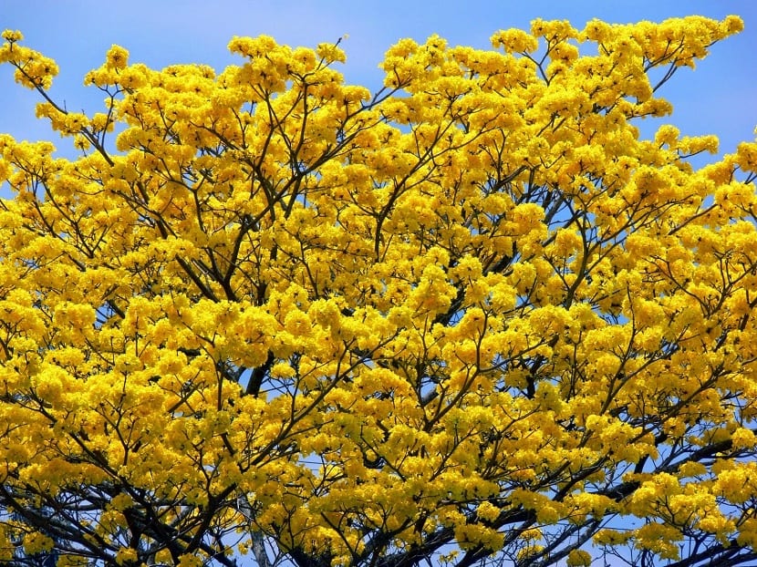 Araguaney: cultivo, floración y clima que necesita