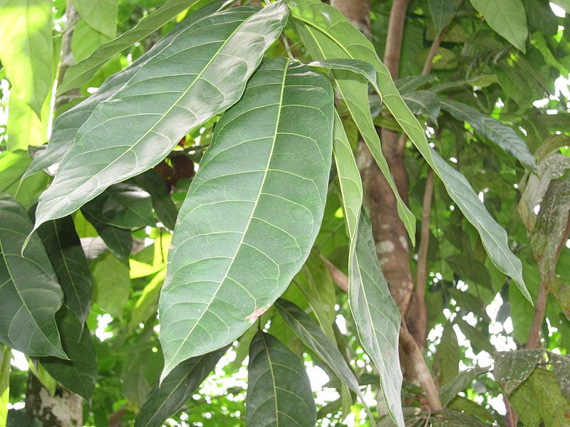 Árbol de caoba: las tres especies de Swietenia y su cultivo