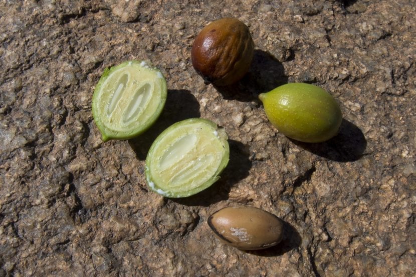 Frutos maduros de Argania spinosa en la rama