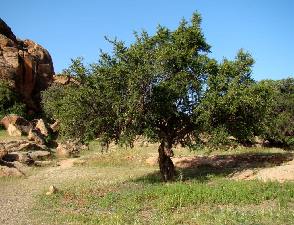 Argán (Argania spinosa): cultivo, riego y resistencia al frío
