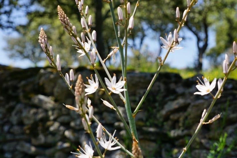 Vara floral de Asphodelus albus con flores blancas