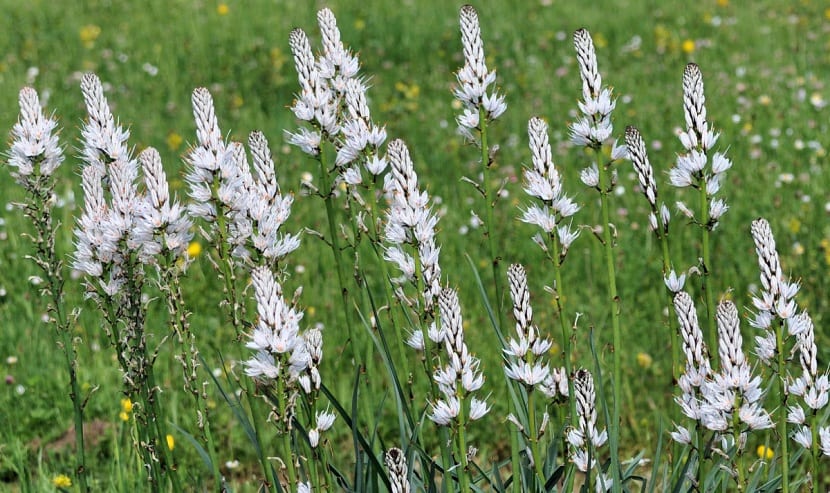 Asphodelus albus (gamón blanco): cultivo, usos y toxicidad