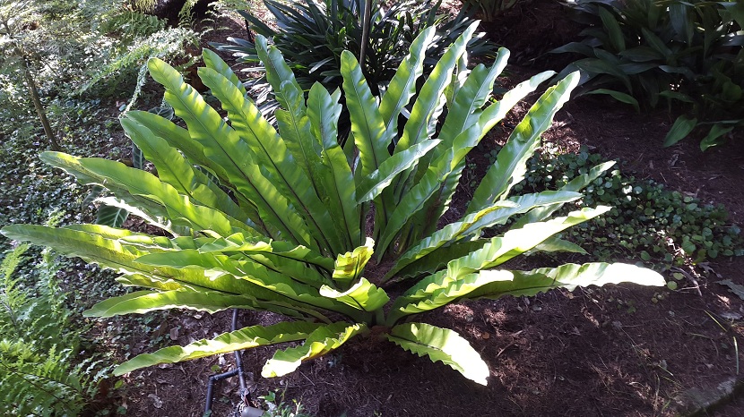 Asplenium nidus: cuidados del helecho nido de ave en interior