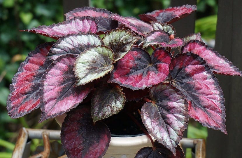 Begonia rex de hoja decorada