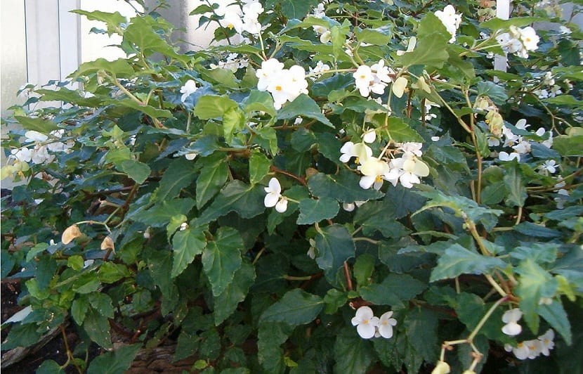 Distintos tipos de begonias