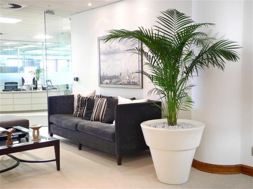 Palmera Dypsis lutescens en el interior de una oficina