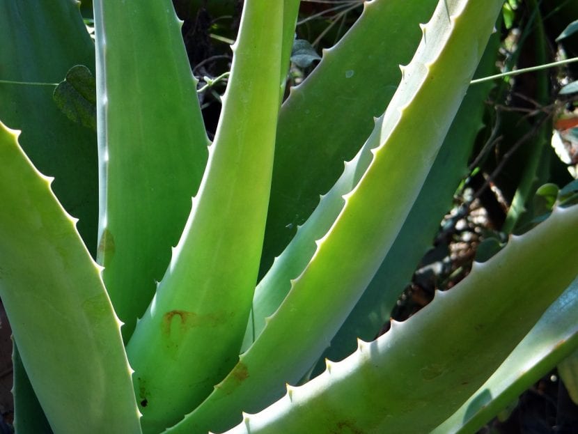 Planta de aloe vera en maceta