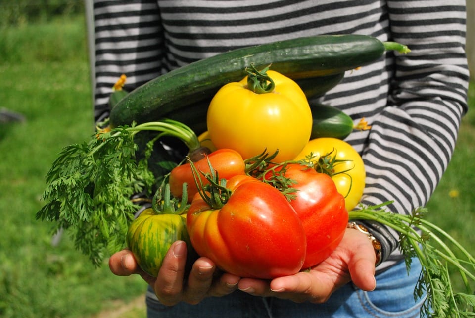 Beneficios de las plantas para la salud: qué es cierto