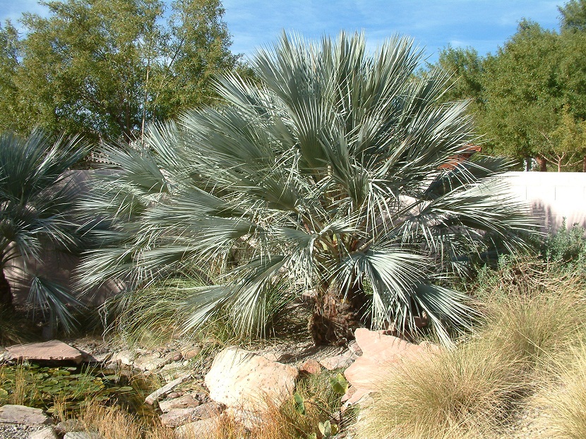Brahea armata: cultivo y cuidados de la palmera azul