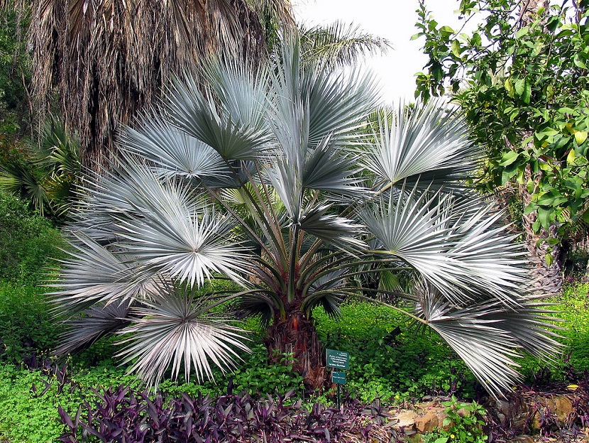 Palmera de abanico con grandes hojas en un jardín