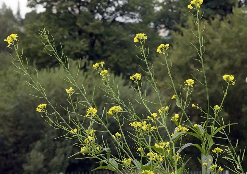 Mostaza negra (Brassica nigra): cultivo, cuidados y cosecha