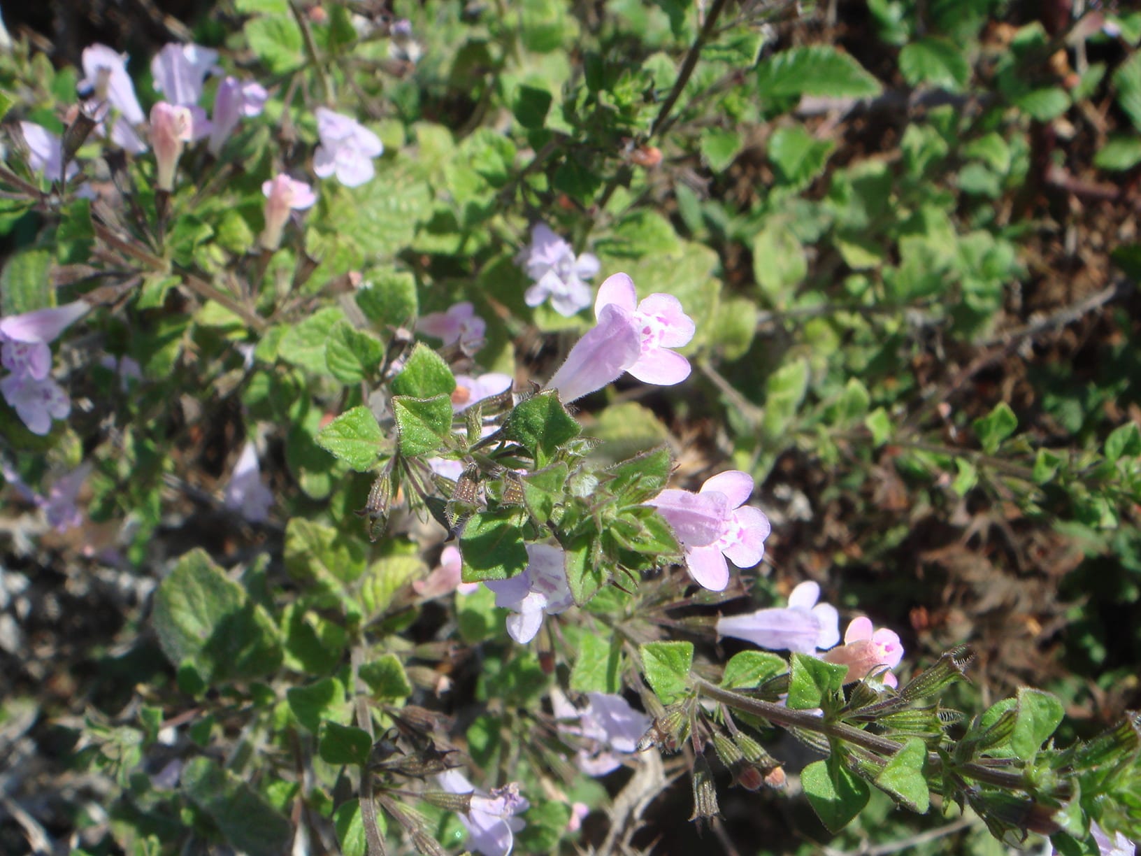 Flores lilas de Calamintha sylvatica