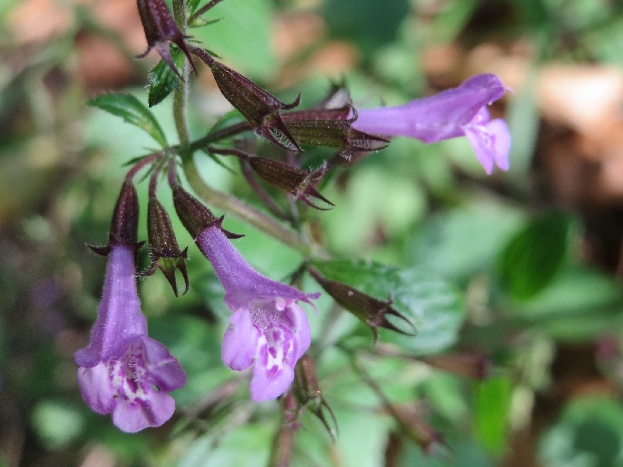 Mata de Calamintha sylvatica en el jardín