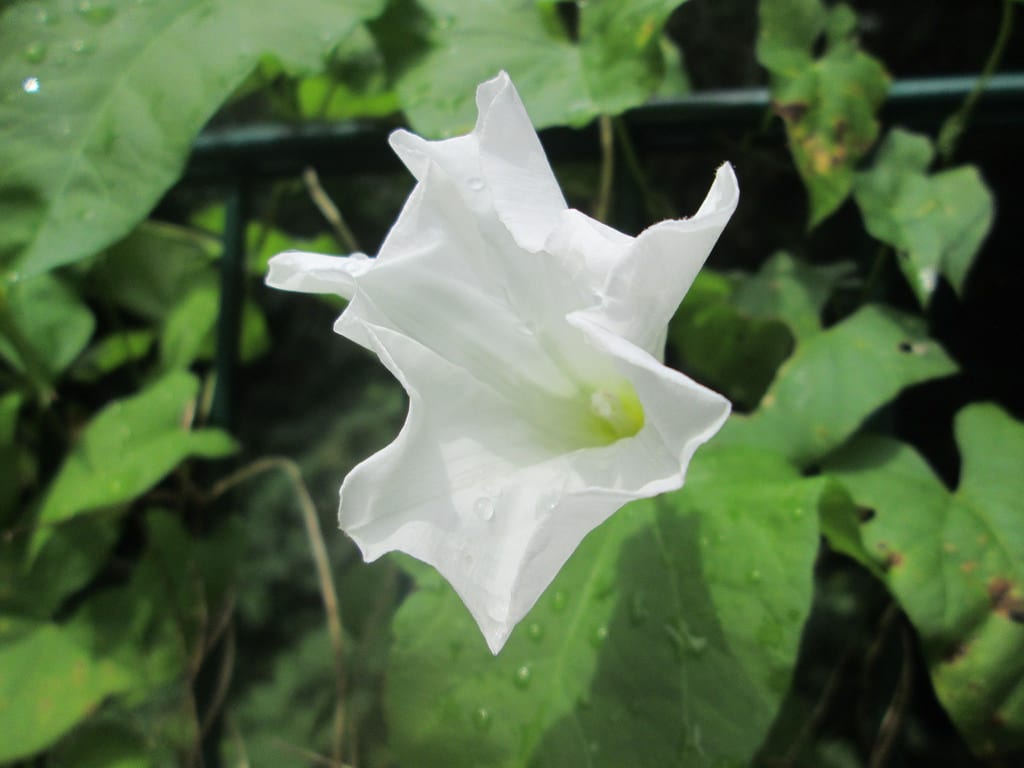 Flor blanca acampanada de Calystegia sepium sobre un seto