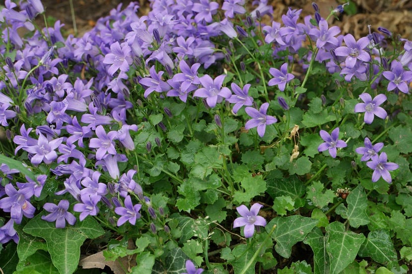 Mata florida de Campanula portenschlagiana con campanillas violeta