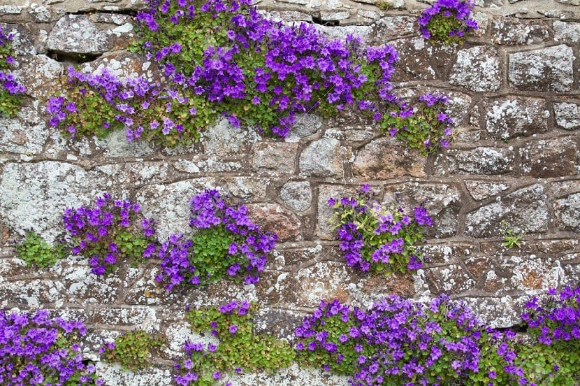 Efecto tapizante de la campánula dálmata cubriendo el suelo del jardín