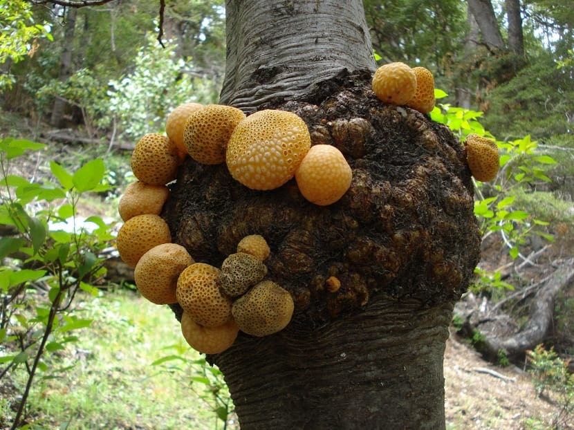 Síntomas de hongos sobre las hojas de una planta